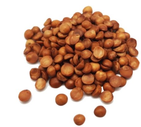 AVELLANA CHILENA