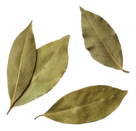 Laurel